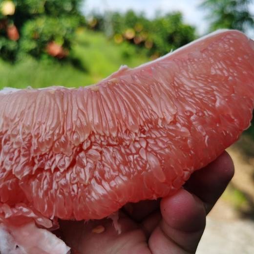 梅州老树三红柚   礼盒装 商品图9