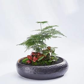 文竹A008