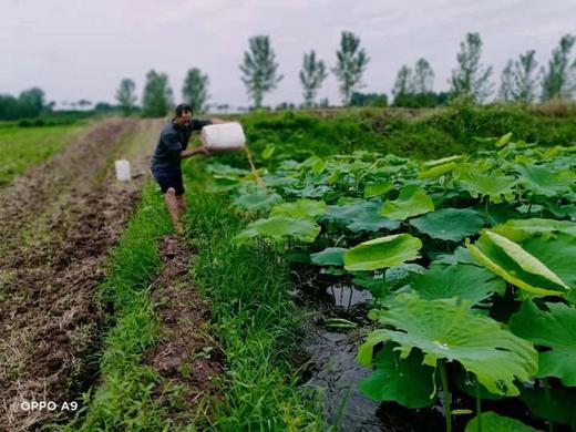 酵素藕、口感爽脆，藕粉，无农化不泡药 每周日发货  || 明月 商品图4