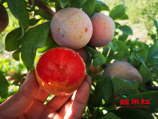 新疆杏李（恐龙蛋）3斤左右礼盒装 商品图4