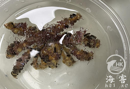 伪装蟹 商品图0