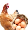 【周三、周六发货 需提前预定】鲍峡土母鸡1只+30枚土鸡蛋【母鸡净重2.2斤左右 】 商品缩略图0