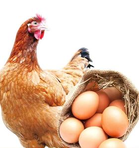 【周三、周六发货 需提前预定】鲍峡土母鸡1只+30枚土鸡蛋【母鸡净重2.2斤左右 】