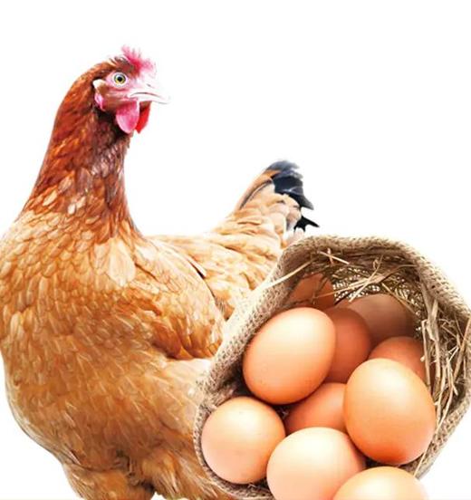 【周三、周六发货 需提前预定】鲍峡土母鸡1只+30枚土鸡蛋【母鸡净重2.2斤左右 】 商品图0