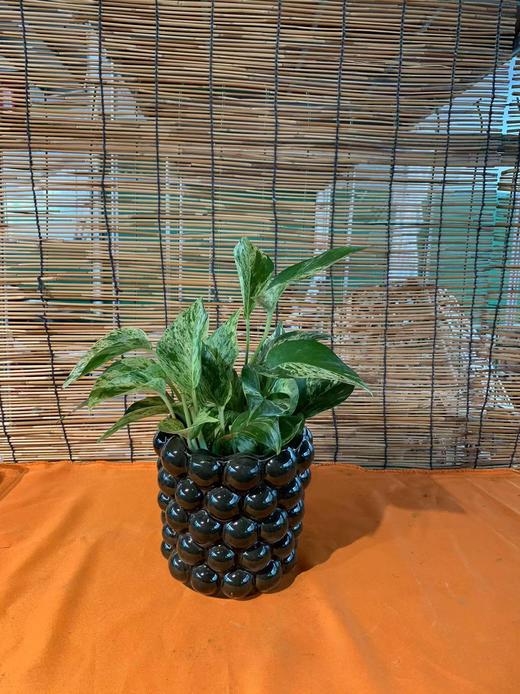 圆球盆快乐叶子 商品图0