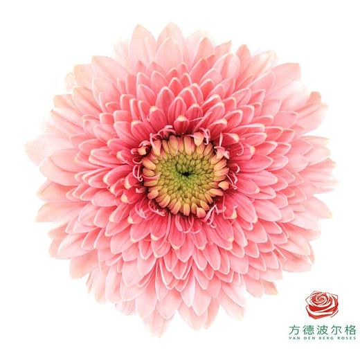 非洲菊 XS 重瓣蕾丝泡泡 10枝一扎 商品图2