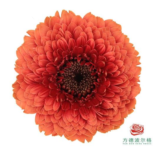 非洲菊 XS 重瓣桃子泡泡 10枝一扎 商品图2