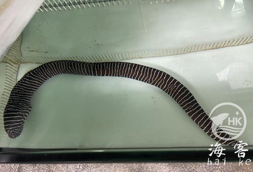 斑马鳗 商品图0