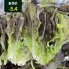 연변상추生菜100g 商品缩略图0