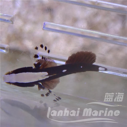 白帽虾虎 商品图3