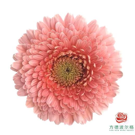 非洲菊 XS 重瓣粉红泡泡 10枝一扎 商品图2