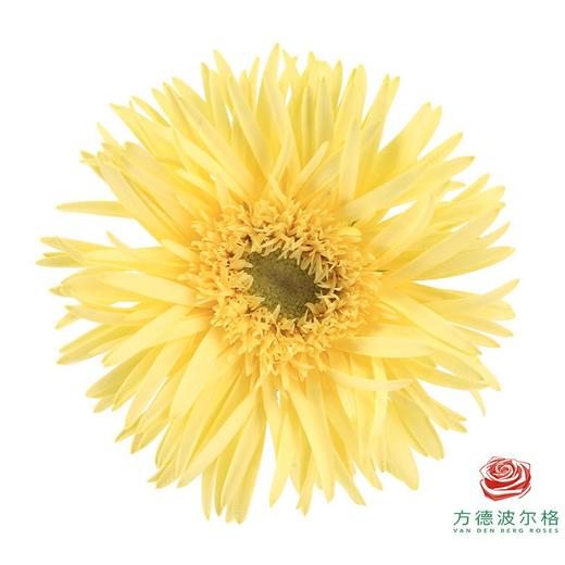 非洲菊 XS 爆炸头月光 10枝一扎 商品图2