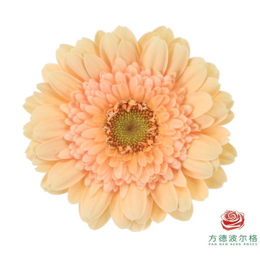 非洲菊 XS 爱丽丝 10枝一扎 商品图2