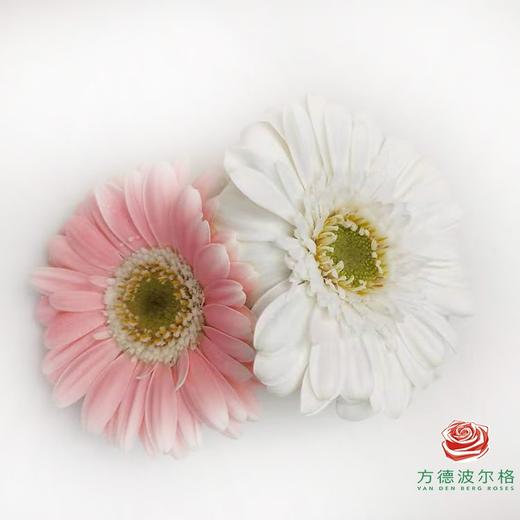 非洲菊 混色 10枝一扎 商品图1