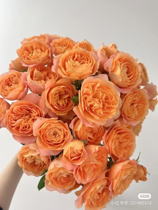 果汁阳台 商品图0