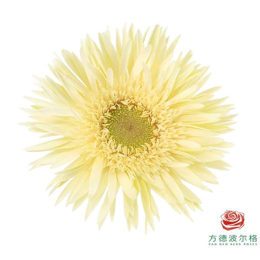 非洲菊 XS 爆炸头白夜 10枝一扎 商品图2