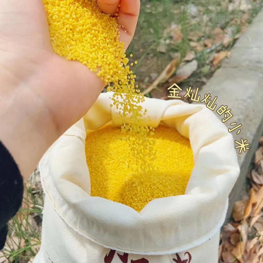 沂蒙山良谷小米 商品图2