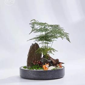 精品至礼 | 苍松翠柏