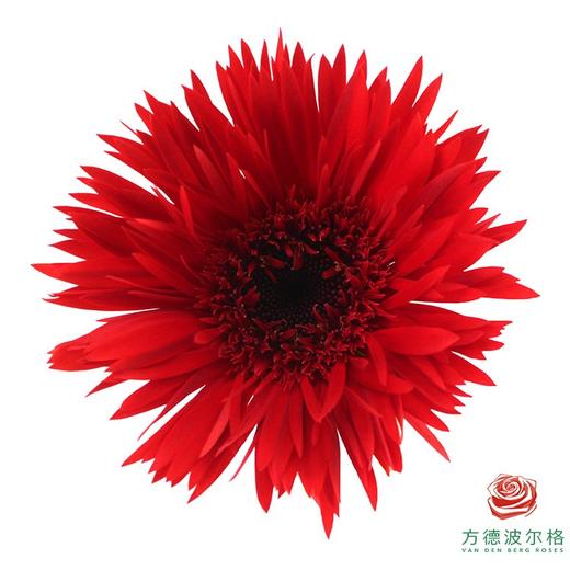 非洲菊 XS 爆炸头流火 10枝一扎 商品图2