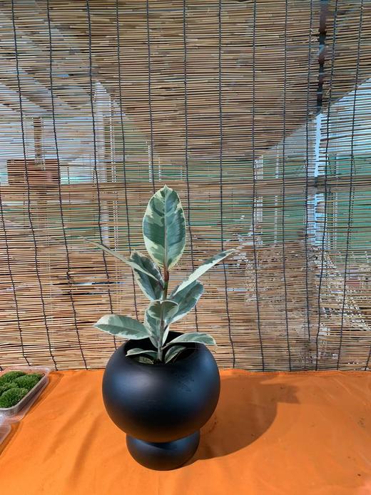 高脚黑盆-黑金刚 商品图0