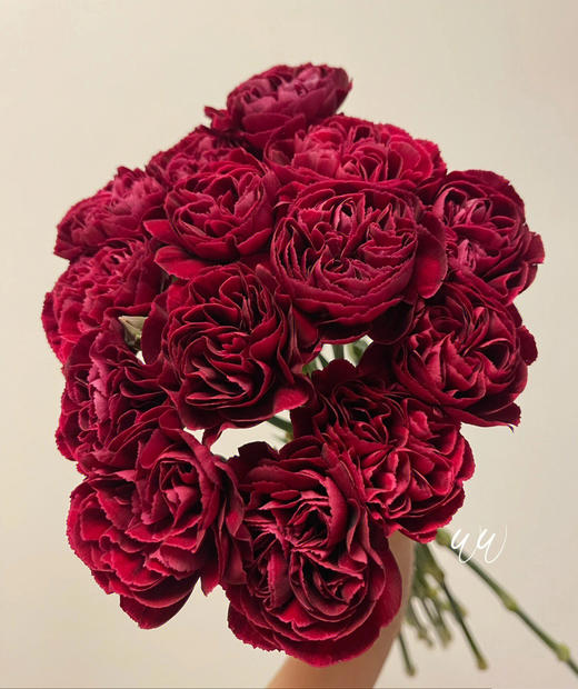 单头康乃馨 | 永恒 商品图5