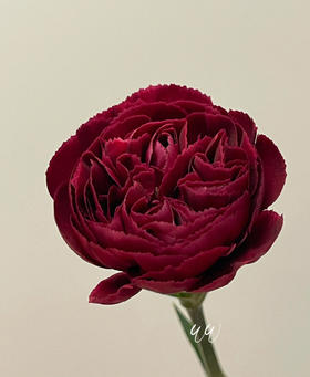 单头康乃馨 | 永恒