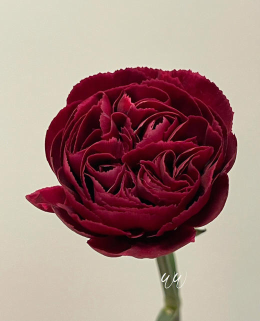 单头康乃馨 | 永恒 商品图1