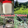 跑山黑猪，猪油，1瓶1.5斤 商品缩略图0
