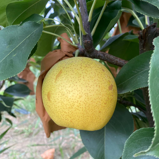 有机花皮皇冠梨 商品图6