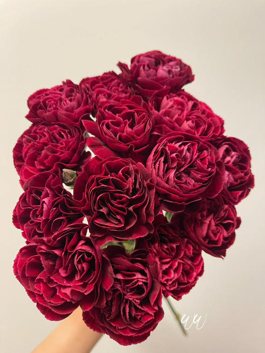 单头康乃馨 | 永恒 商品图3