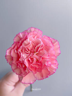 单头康乃馨 | 水蜜桃