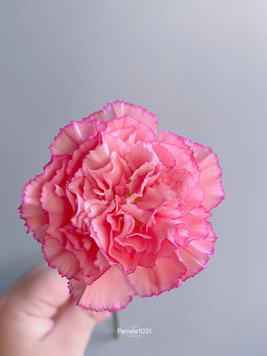 单头康乃馨 | 水蜜桃 商品图0