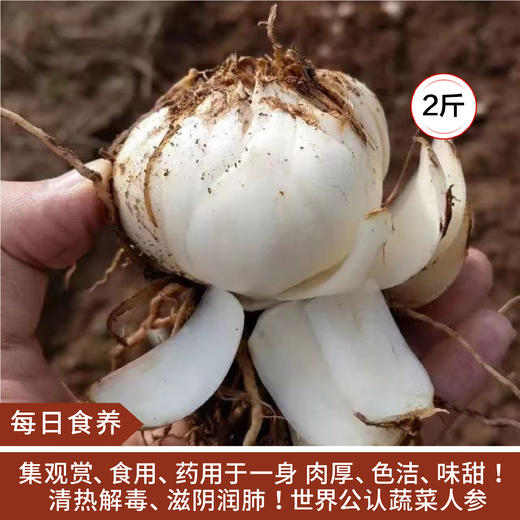 【每日食养】兰州鲜百合真空三头皇2斤 商品图0