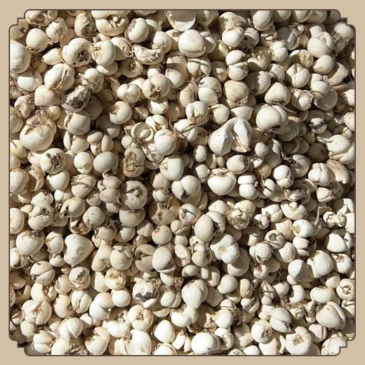 万物本草川贝母干 四川贝母润泽咽喉 可配甘草陈皮 商品图4