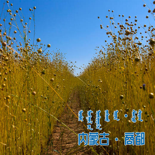 【薯都小镇·浓香胡麻油】2.5L/5L两种规格   自然生长  内蒙特产 商品图5