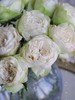 【夏雨荷玫瑰.稀有】9支送1支/份 买2份减10元 白绿色系 标准的奥斯汀花芯 商品缩略图4