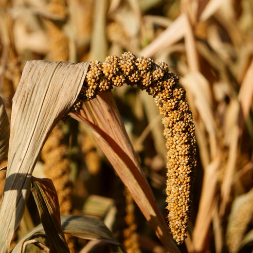 【薯都小镇·农家小米】袋装2.5KG  原生态农家小米  有机健康 商品图3