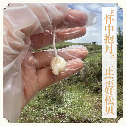 万物本草川贝母干 四川贝母润泽咽喉 可配甘草陈皮 商品图0