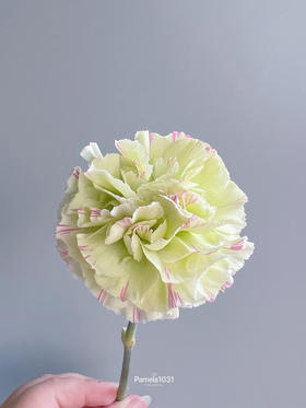 单头康乃馨 | 淡妆