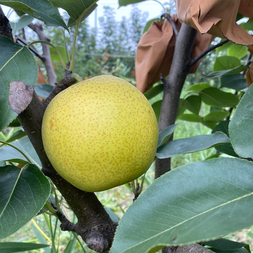 有机花皮皇冠梨 商品图7