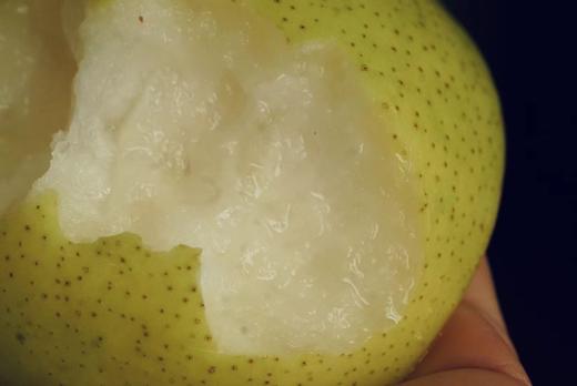 【33年老树 自然清甜】自然动力法种植的皇冠梨 / 酥梨 超限定 新农人系列 商品图7