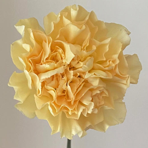 单头康乃馨 | 香槟 商品图0