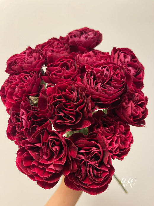 单头康乃馨 | 永恒 商品图2