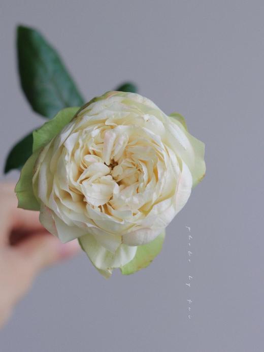 【夏雨荷玫瑰.稀有】9支送1支/份 买2份减10元 白绿色系 标准的奥斯汀花芯 商品图8