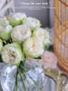 【夏雨荷玫瑰.稀有】9支送1支/份 买2份减10元 白绿色系 标准的奥斯汀花芯 商品缩略图6