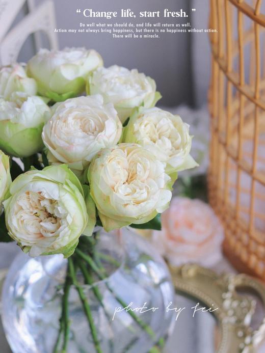 【夏雨荷玫瑰.稀有】9支送1支/份 买2份减10元 白绿色系 标准的奥斯汀花芯 商品图6