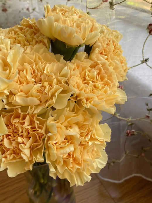 单头康乃馨 | 香槟 商品图1