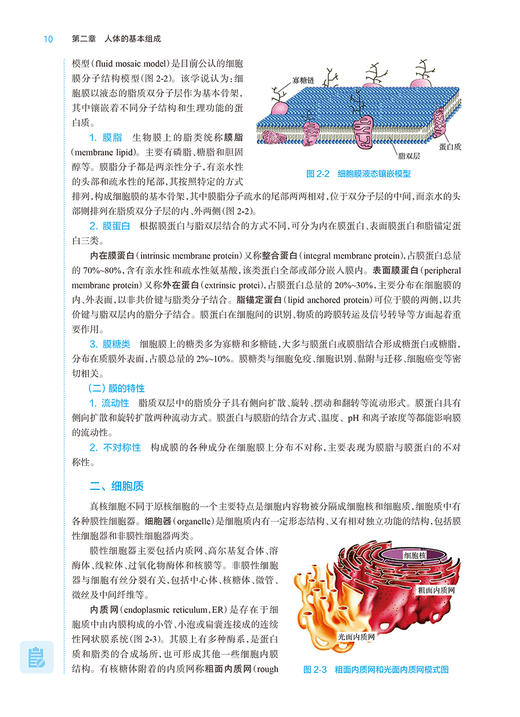 人体解剖生理学 第8版 全国高等学校药学类专业第九轮规划教材 供药学类专业用 周华 杨向群 人民卫生出版社9787117331944 商品图4