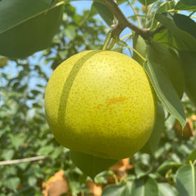 有机花皮皇冠梨