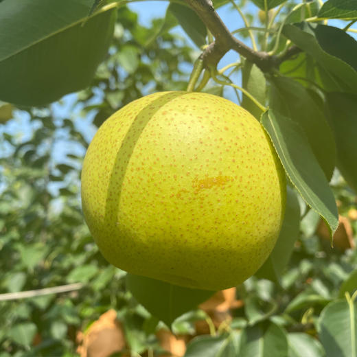 有机花皮皇冠梨 商品图0